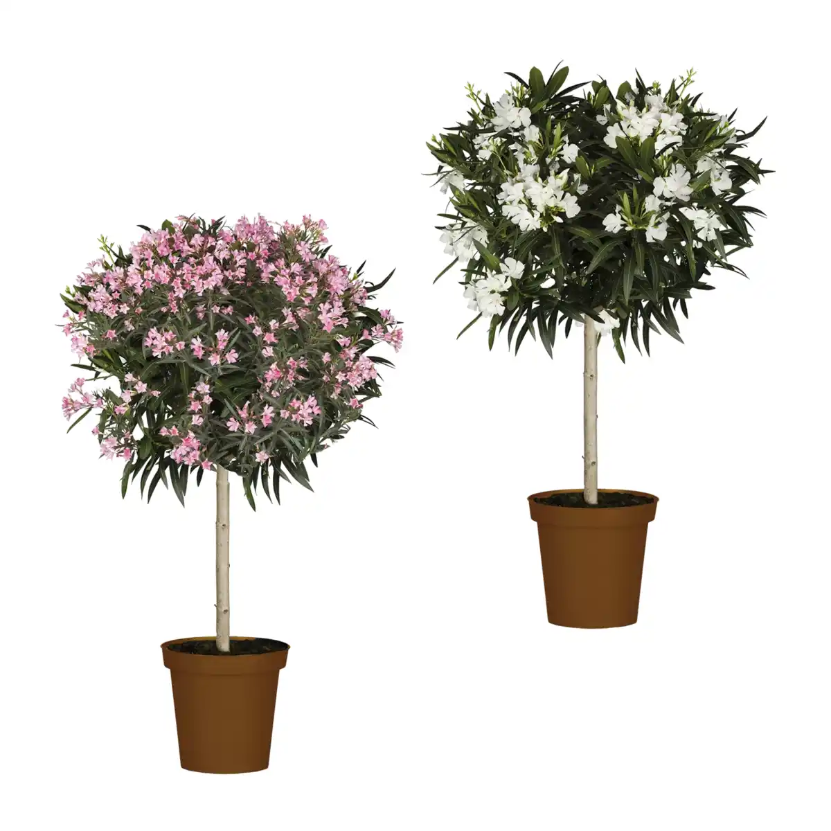 Bild 1 von GARDENLINE Oleander-Stamm