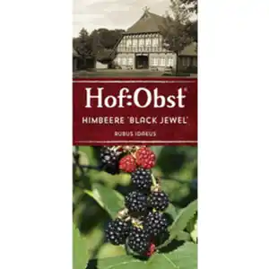 Hof:Obst® Himbeere, Rubus idaeus »Black Jewel«, Frucht: schwarz, zum Verzehr geeignet