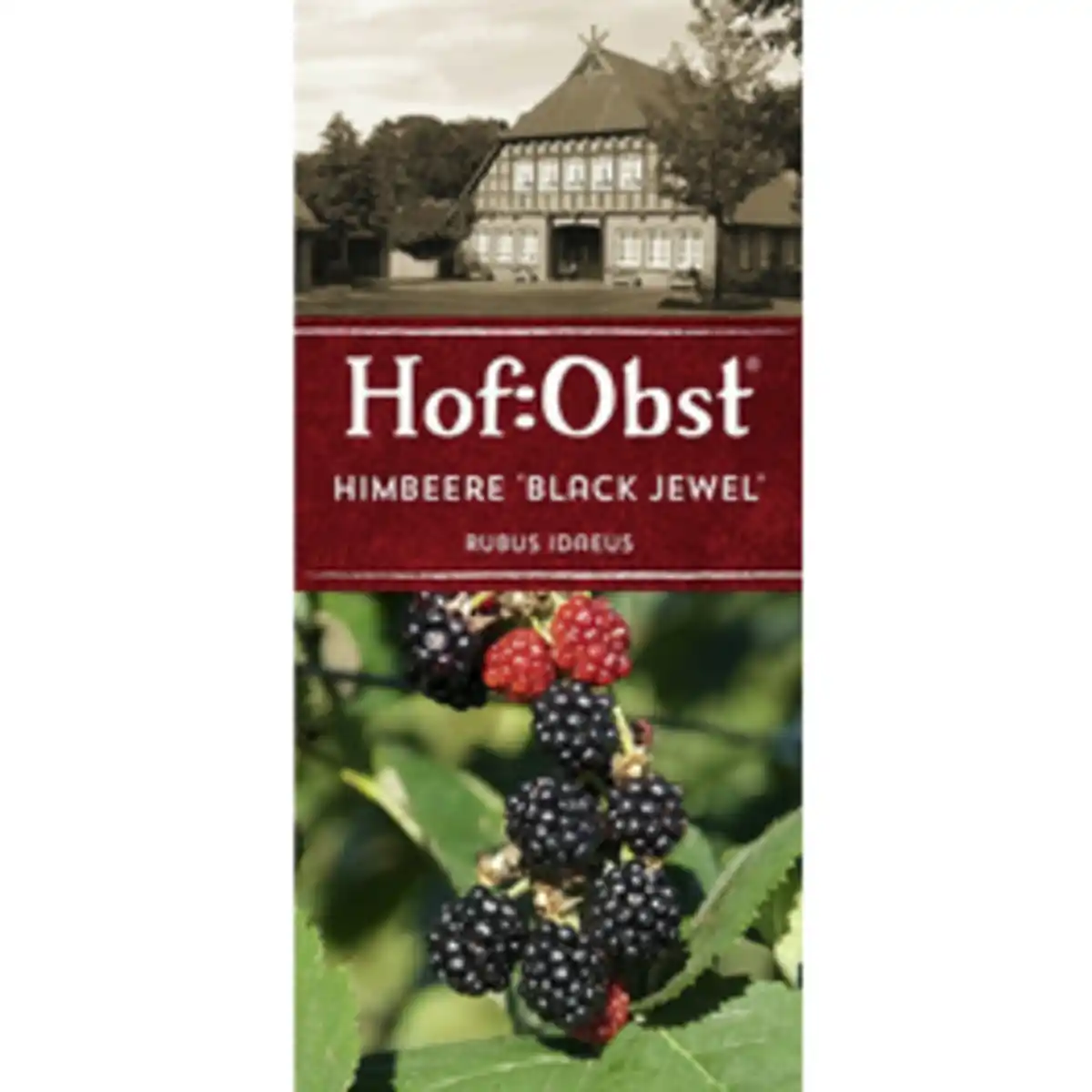 Bild 1 von Hof:Obst® Himbeere, Rubus idaeus »Black Jewel«, Frucht: schwarz, zum Verzehr geeignet