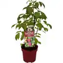 Bild 1 von Hof:Obst® Herbsthimbeere, Rubis idaeus »Aroma Queen«, Frucht: rot, insektenfreundlich
