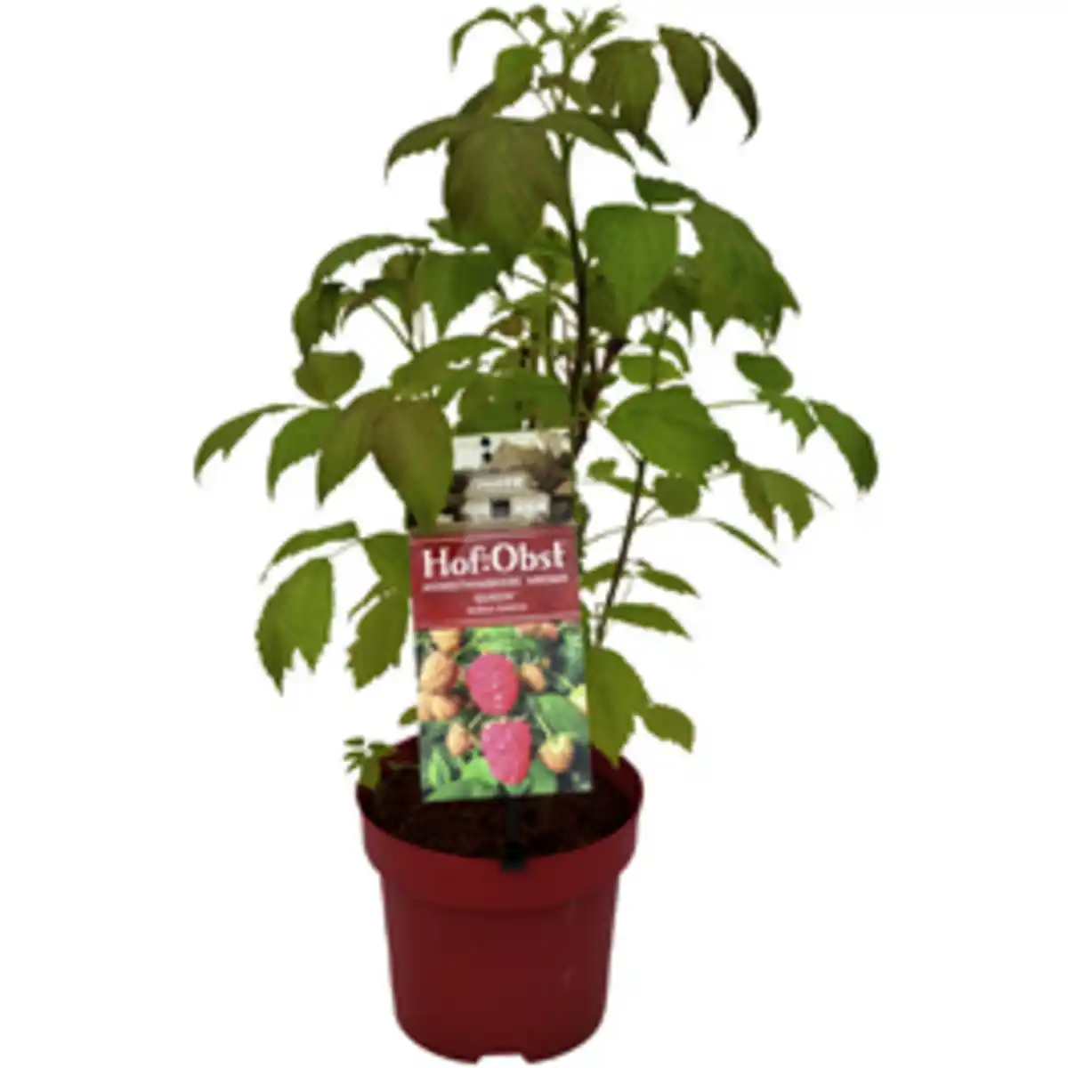 Bild 1 von Hof:Obst® Herbsthimbeere, Rubis idaeus »Aroma Queen«, Frucht: rot, insektenfreundlich