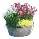 Bild 1 von Stauden-Mix Schale