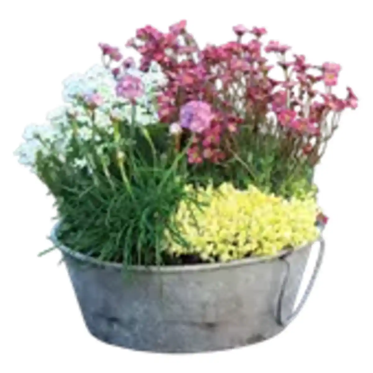 Bild 1 von Stauden-Mix Schale