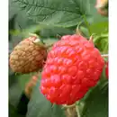 Bild 2 von Hof:Obst® Herbsthimbeere, Rubis idaeus »Aroma Queen«, Frucht: rot, insektenfreundlich
