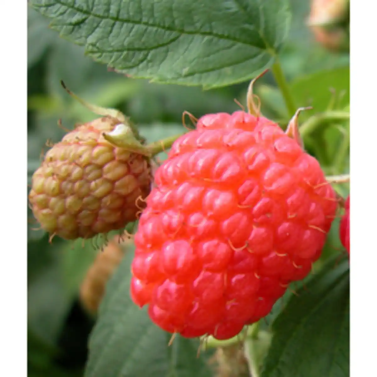 Bild 2 von Hof:Obst® Herbsthimbeere, Rubis idaeus »Aroma Queen«, Frucht: rot, insektenfreundlich