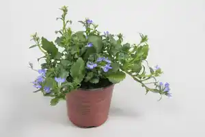 Beet- und Balkonpflanzen Männertreu Lobelia H 15 cm 10,5 cm Topf