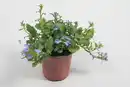 Bild 1 von Beet- und Balkonpflanzen Männertreu Lobelia H 15 cm 10,5 cm Topf