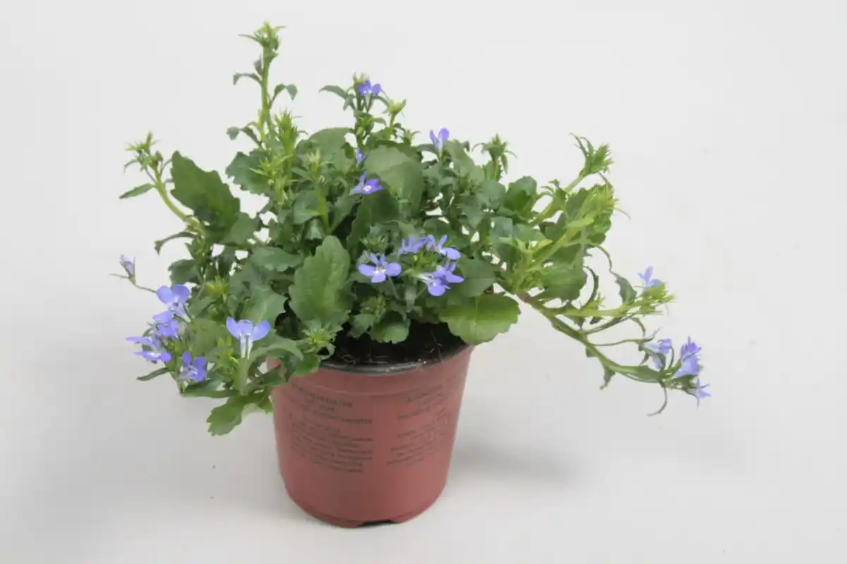 Bild 1 von Beet- und Balkonpflanzen Männertreu Lobelia H 15 cm 10,5 cm Topf