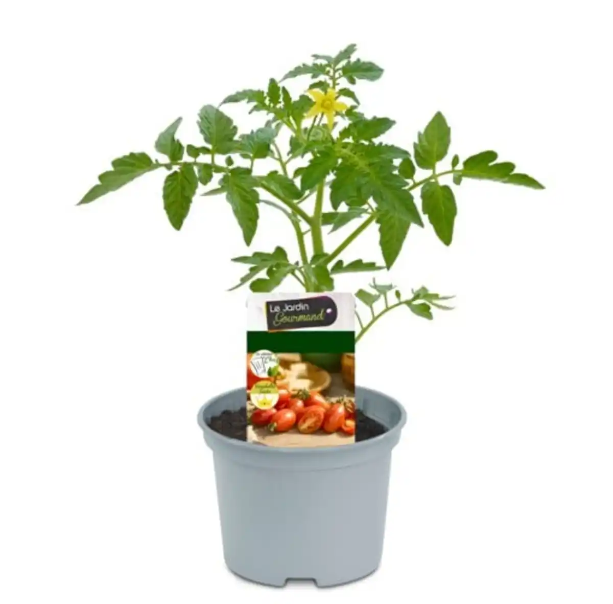 Bild 1 von Resistente Gemüsepflanzen Tomate Solanum lycopersicum 12 cm Topf