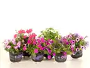 Bild 1 von Beet- und Balkonpflanzen Petunie Petunia Callibrachoa H 20 cm 10,5 cm Topf