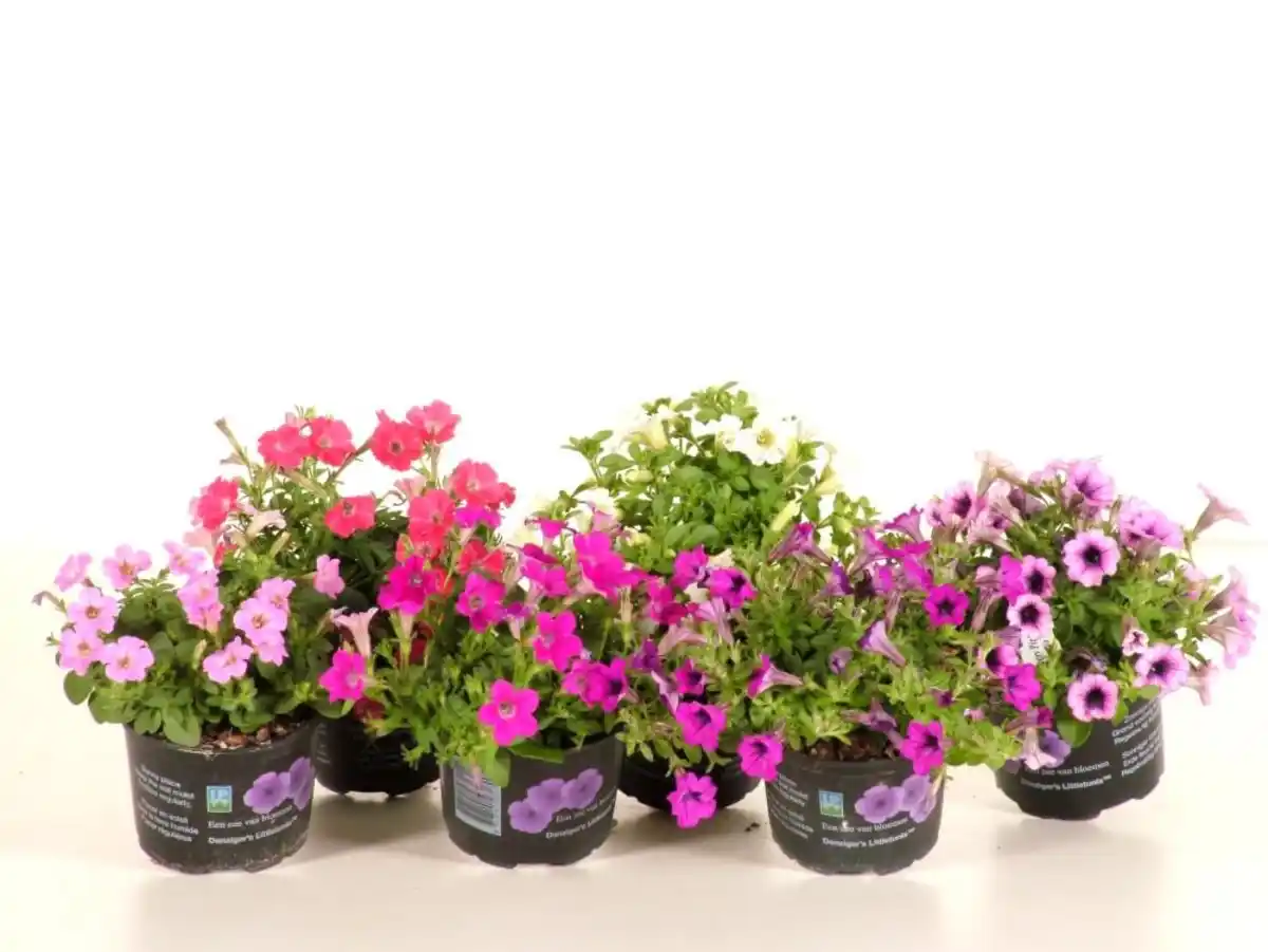 Bild 1 von Beet- und Balkonpflanzen Petunie Petunia Callibrachoa H 20 cm 10,5 cm Topf