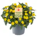 Bild 1 von Husarenknopf