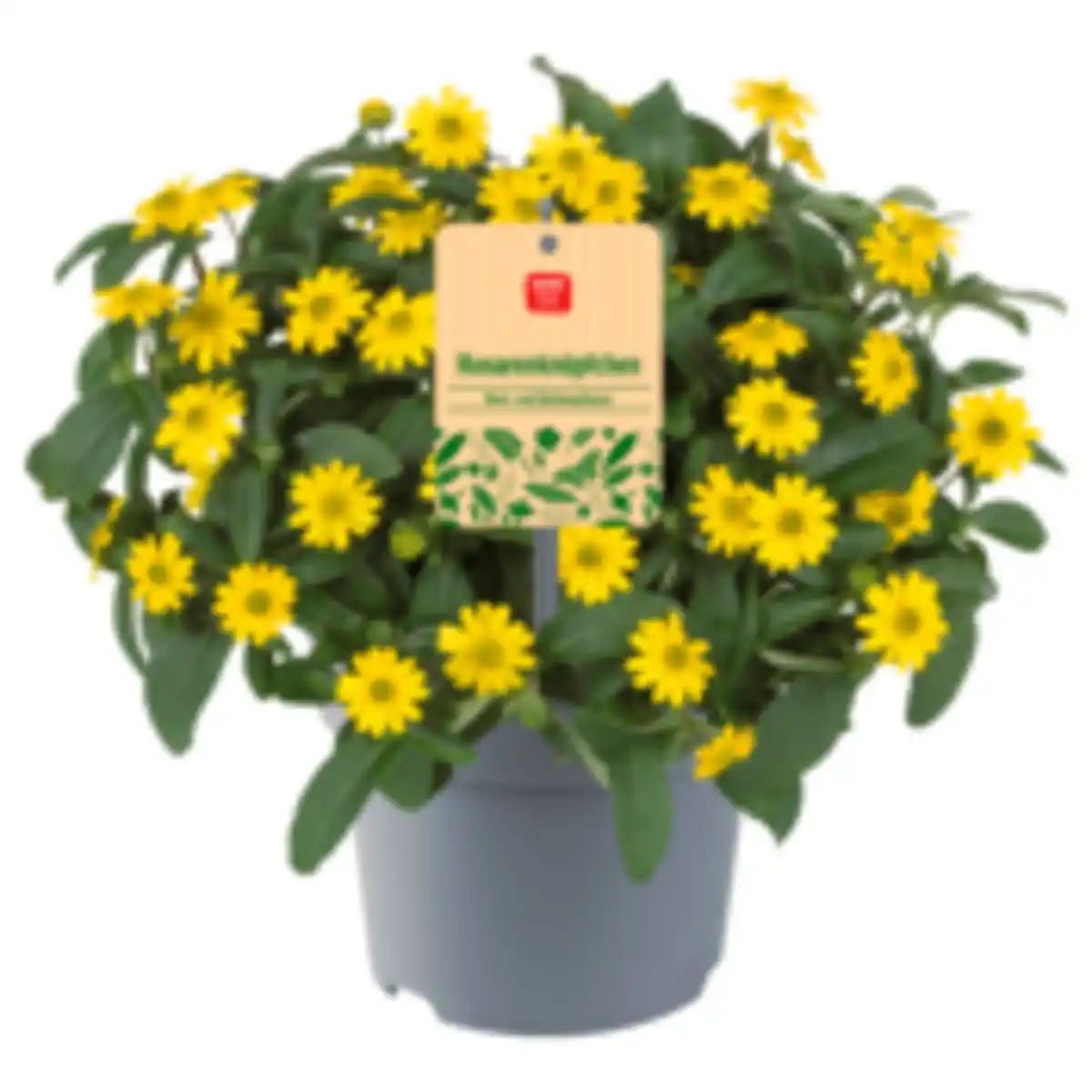 Bild 1 von Husarenknopf