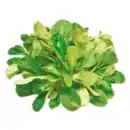 Bild 1 von Feldsalat