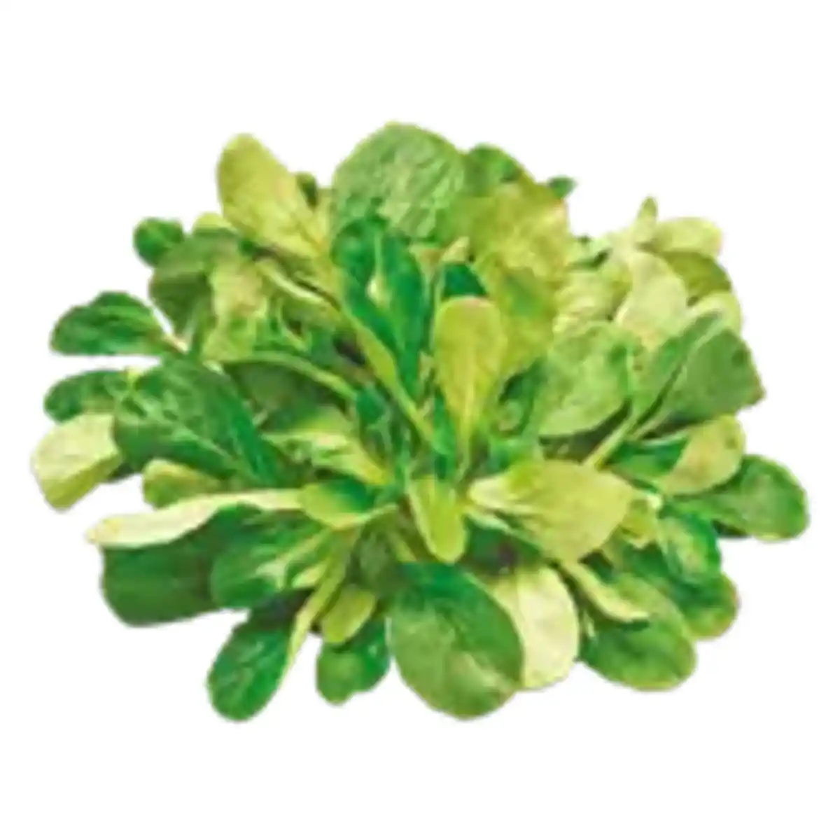 Bild 1 von Feldsalat