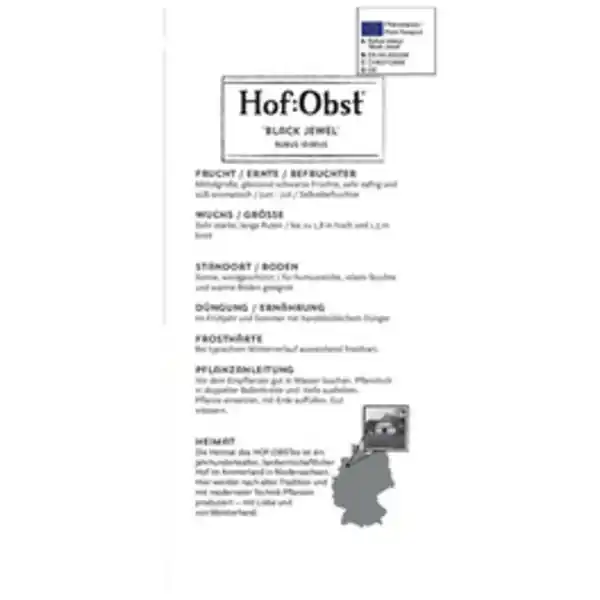 Bild 3 von Hof:Obst® Himbeere, Rubus idaeus »Black Jewel«, Frucht: schwarz, zum Verzehr geeignet