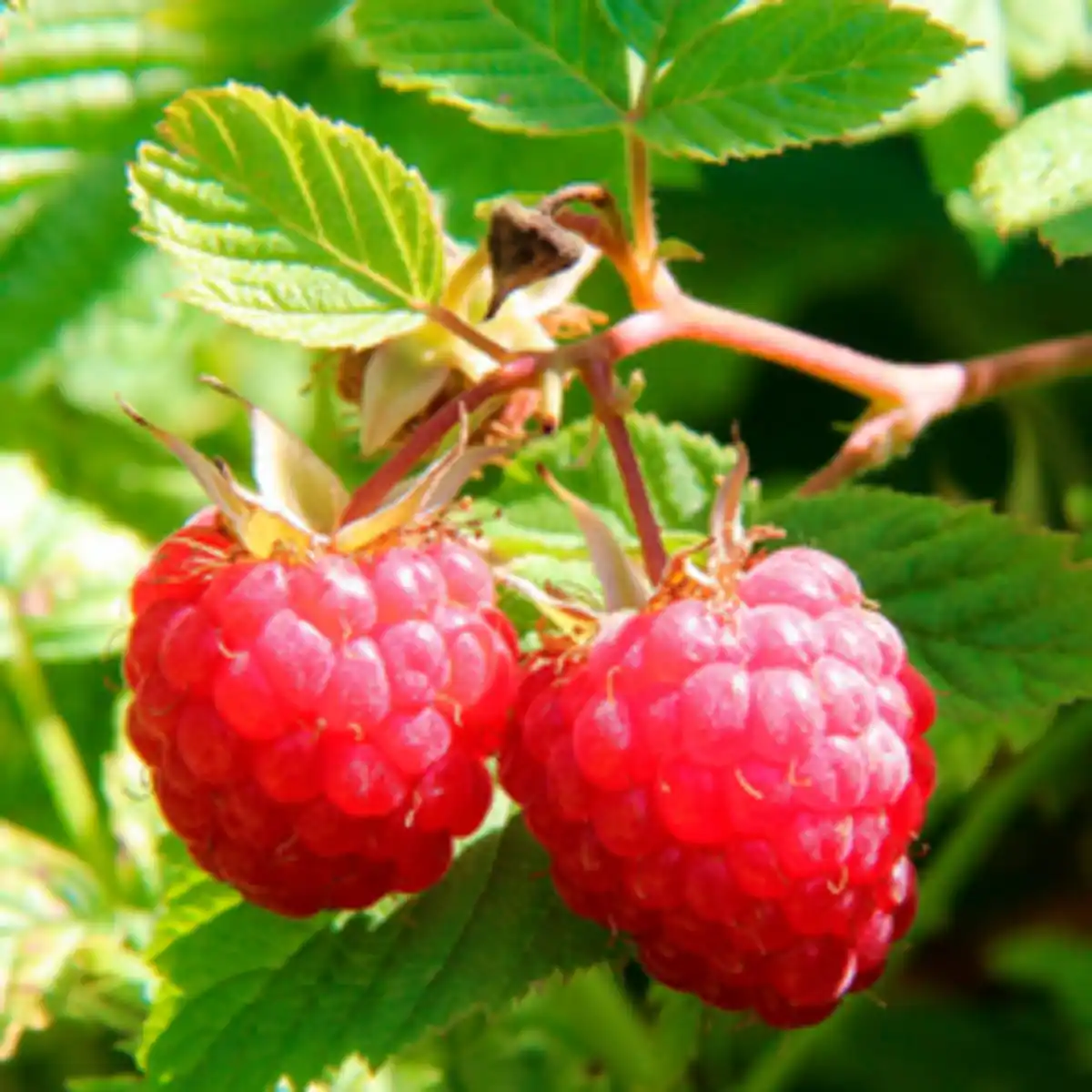 Bild 2 von Hof:Obst® Pflanze »Rubus idaeus«, Autumn Belle, rot, mehrjährig