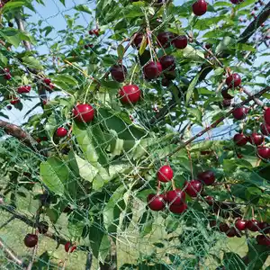 Powertec Garden Vogelschutznetz "Premium"