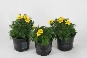 Beet- und Balkonpflanzen Goldmarie Bidens H 15 cm 10,5 cm Topf