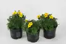 Bild 1 von Beet- und Balkonpflanzen Goldmarie Bidens H 15 cm 10,5 cm Topf