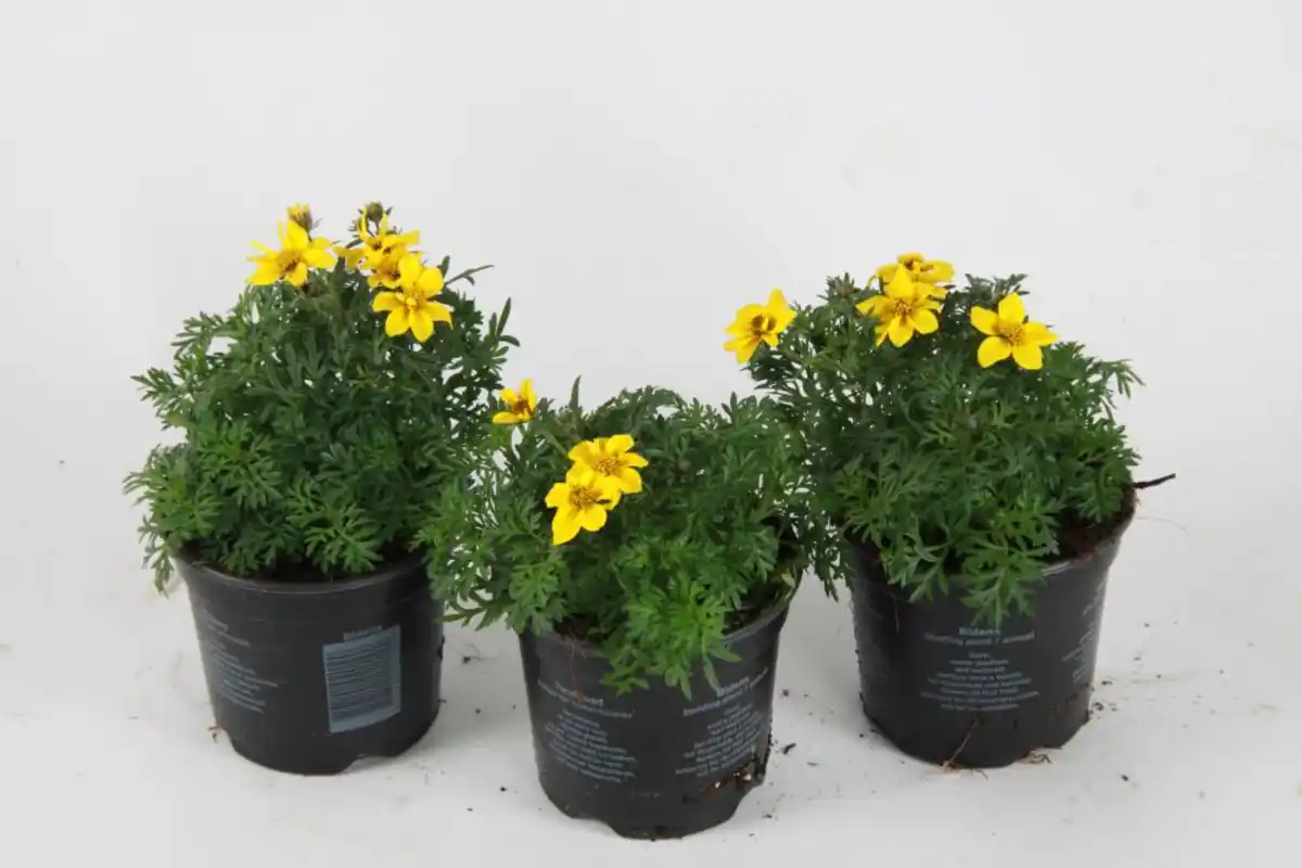 Bild 1 von Beet- und Balkonpflanzen Goldmarie Bidens H 15 cm 10,5 cm Topf