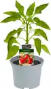 Bild 1 von Resistente Gemüsepflanzen Snackpaprika Capsicum rot 12 cm Topf
