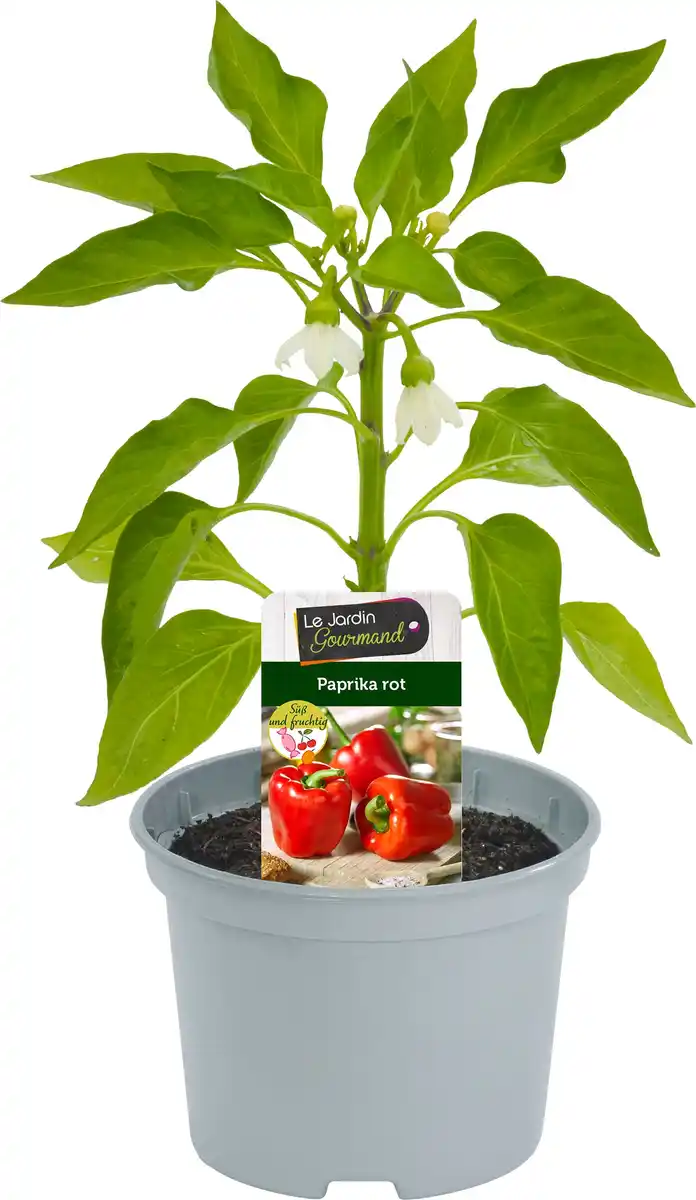 Bild 1 von Resistente Gemüsepflanzen Snackpaprika Capsicum rot 12 cm Topf