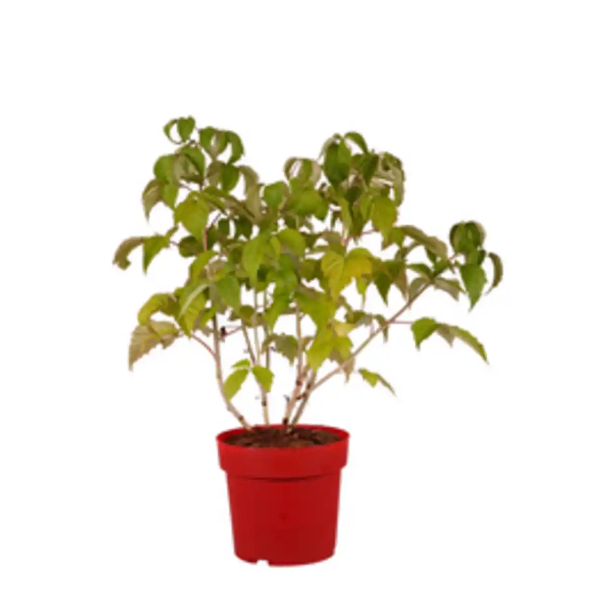 Bild 1 von Hof:Obst® Pflanze »Rubus idaeus«, Autumn Belle, rot, mehrjährig