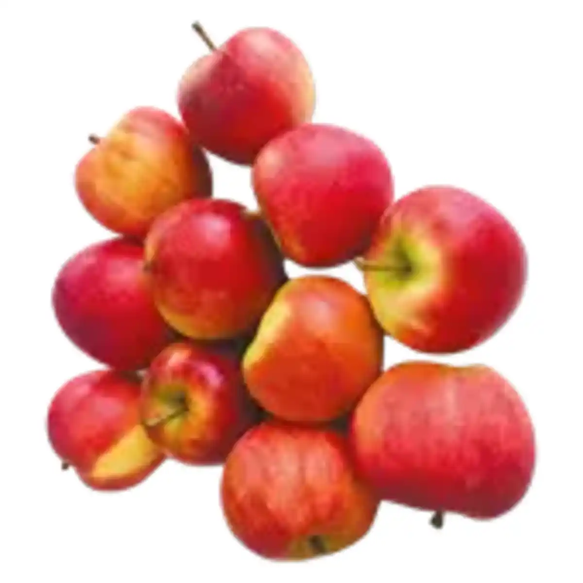 Bild 1 von Bio Elstar