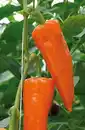 Bild 1 von Resistente Gemüsepflanzen Spitzpaprika Capsicum orange 12 cm Topf