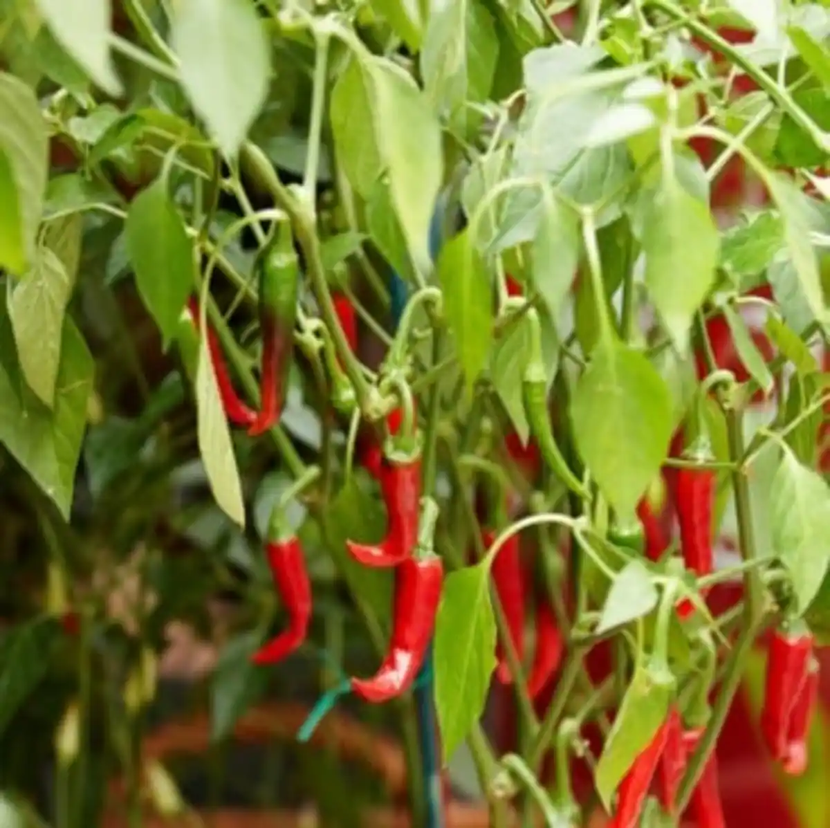Bild 1 von Resistente Gemüsepflanzen Peperoni Capsicum 12 cm Topf