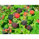 Bild 2 von Hof:Obst® Himbeere, Rubus idaeus »Black Jewel«, Frucht: schwarz, zum Verzehr geeignet