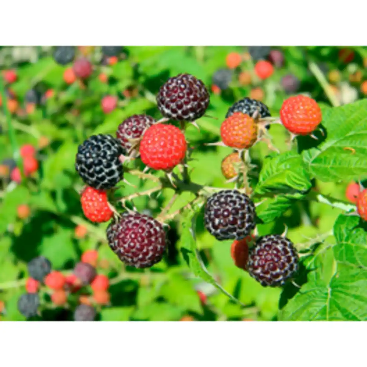 Bild 2 von Hof:Obst® Himbeere, Rubus idaeus »Black Jewel«, Frucht: schwarz, zum Verzehr geeignet