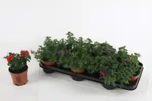 Beet- und Balkonpflanzen Eisenkraut Verbena hängend H 15 cm 10,5 cm Topf