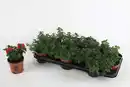 Bild 1 von Beet- und Balkonpflanzen Eisenkraut Verbena hängend H 15 cm 10,5 cm Topf