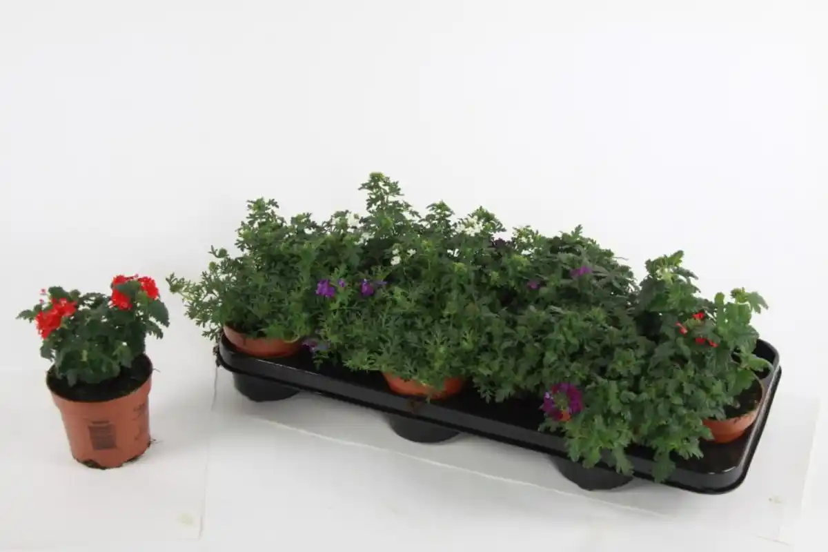 Bild 1 von Beet- und Balkonpflanzen Eisenkraut Verbena hängend H 15 cm 10,5 cm Topf