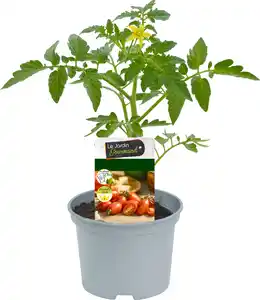 Resistente Gemüsepflanzen Cherryomate Solanum lycopersicum 12 cm Topf