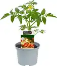 Bild 1 von Resistente Gemüsepflanzen Cherryomate Solanum lycopersicum 12 cm Topf