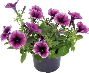 Beet- und Balkonpflanzen Petunie Petunia Cascadia H 20 cm 10,5 cm Topf