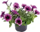 Bild 1 von Beet- und Balkonpflanzen Petunie Petunia Cascadia H 20 cm 10,5 cm Topf
