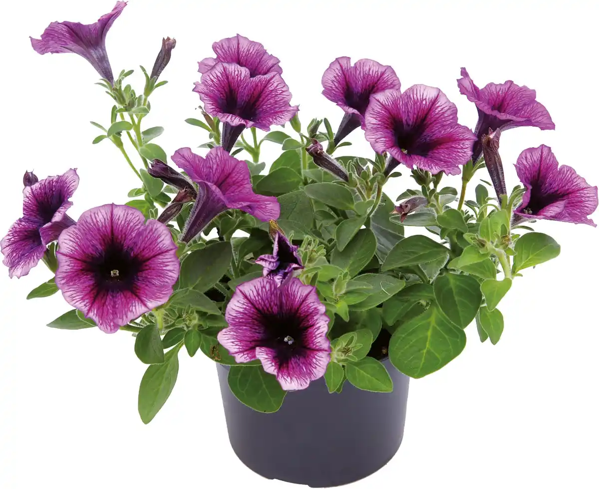 Bild 1 von Beet- und Balkonpflanzen Petunie Petunia Cascadia H 20 cm 10,5 cm Topf