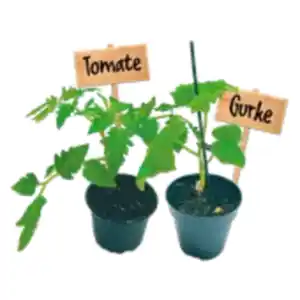 Gurken- oder Tomatenpflanze
