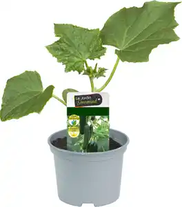Resistente Gemüsepflanzen Salatgurke Cucumis sativus 12 cm Topf