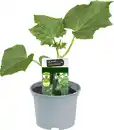 Bild 1 von Resistente Gemüsepflanzen Salatgurke Cucumis sativus 12 cm Topf
