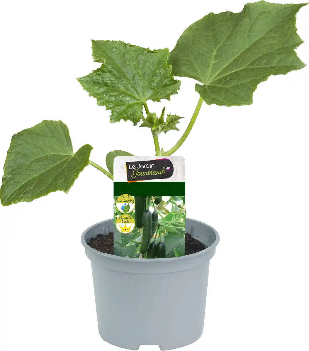 Bild 1 von Resistente Gemüsepflanzen Salatgurke Cucumis sativus 12 cm Topf