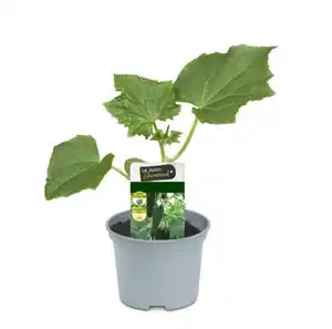 Resistente Gemüsepflanzen Snackgurke Cucumis sativus 12 cm Topf