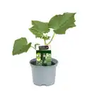 Bild 1 von Resistente Gemüsepflanzen Snackgurke Cucumis sativus 12 cm Topf