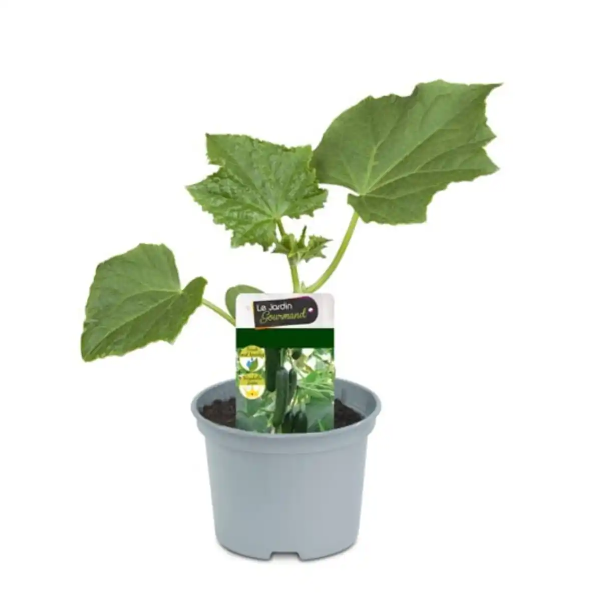 Bild 1 von Resistente Gemüsepflanzen Snackgurke Cucumis sativus 12 cm Topf