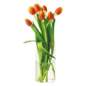 Tulpen