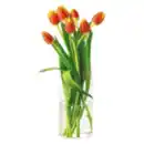 Bild 1 von Tulpen